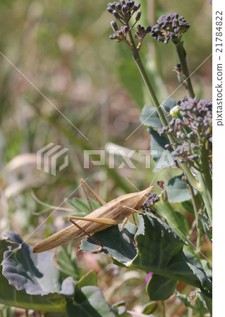 Mongolian (brown type) · Male 13 21784822