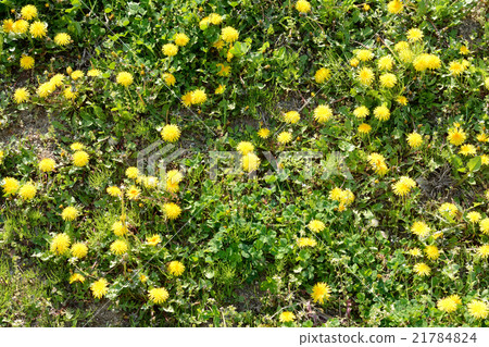 Dandelion blooming in the field 21784824