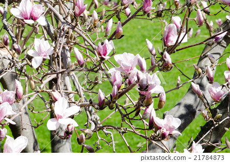 玉蘭花 玉蘭花 21784873
