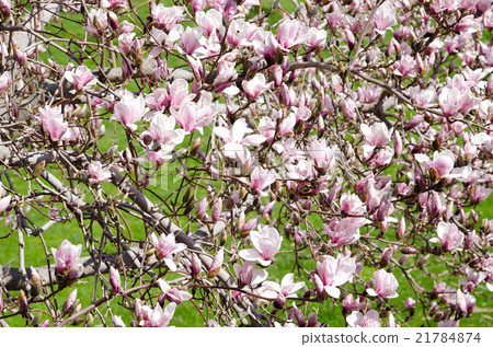 玉蘭花 玉蘭花 21784874