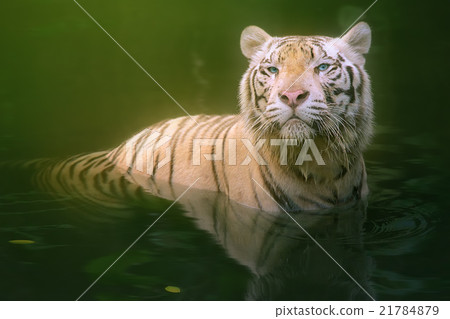 White tiger symbol of success White tiger symbol of success 21784879
