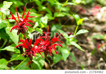 蒙娜拉達佛手柑 21784962