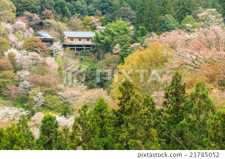 Yoshinoyama Yoshinoyama 21785052