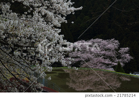 Cherry blossoms in Ogino Cherry blossoms in Ogino 21785214