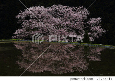 在Ogino的櫻花 21785215