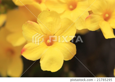 Ome blossoms 21785295