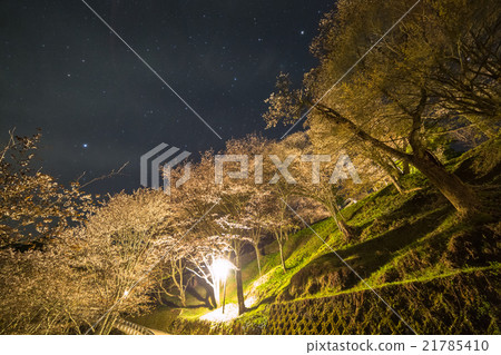 Yoshino Sakura Thousand Starry Sky 21785410