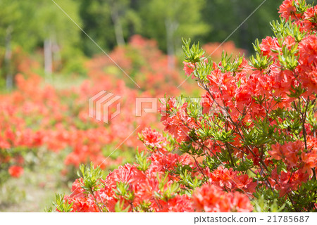 Azalea of Heiwa Plateau Azalea of Heiwa Plateau 21785687