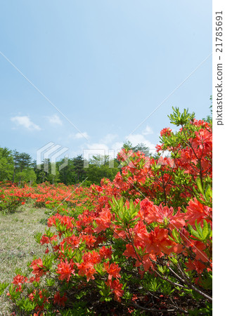 Azalea of Heiwa Plateau 21785691