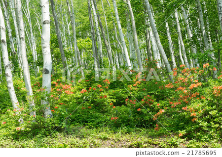 Azalea of Heiwa Plateau 21785695
