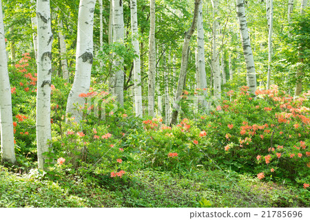 Azalea of Heiwa Plateau 21785696