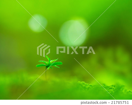 檜木的萌芽 檜木的萌芽 21785751