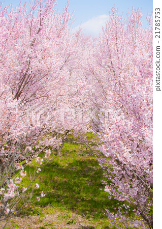 Cherry Blossoms Cherry Blossoms 21785753