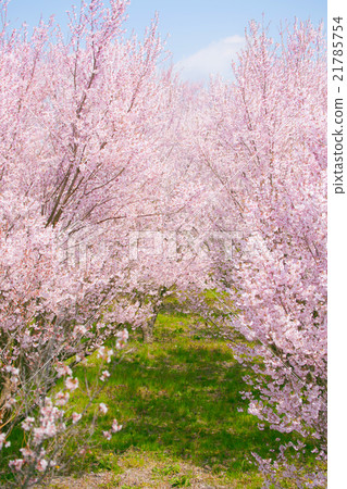 Cherry Blossoms Cherry Blossoms 21785754