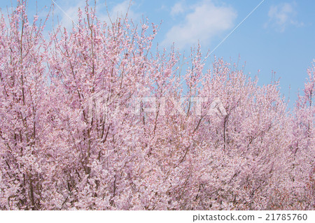 Cherry Blossoms Cherry Blossoms 21785760