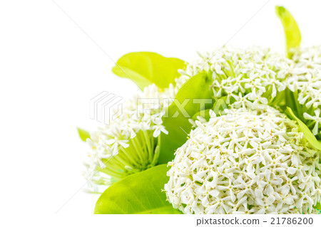 White Ixora Flower White Ixora Flower 21786200