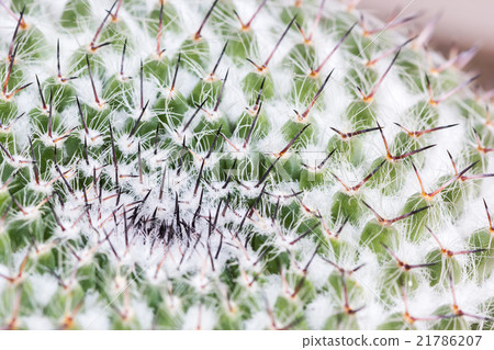 Macro of cactus 21786207