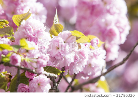 Sakura Matsuki Sakura Matsuki 21786320