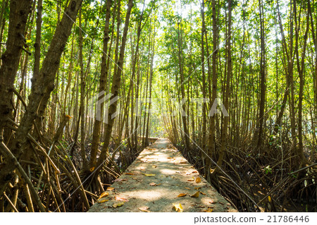 Mangroves tree in the botanical garden 21786446