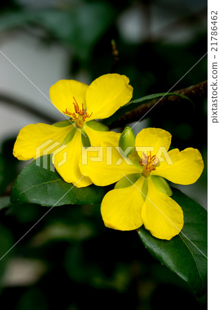 Mickey Mouse flower Mickey Mouse flower 21786462