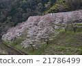 Cherry tree in full bloom  21786499