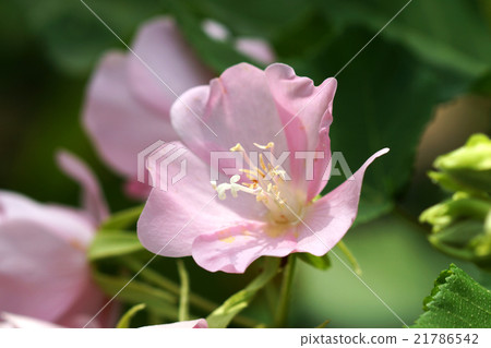 Pink Dombeya flower. Pink Dombeya flower. 21786542