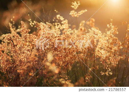 wild grass in sunset counterlight at country road. 21786557