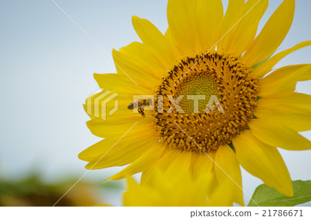 Summer image Sunflower and honey bees Summer image Sunflower and honey bees 21786671
