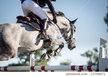 Horse Jumping, Equestrian Events Horse Jumping, Equestrian Events 21786672