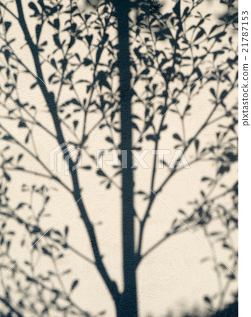 tree shadow on the white wall 21787153