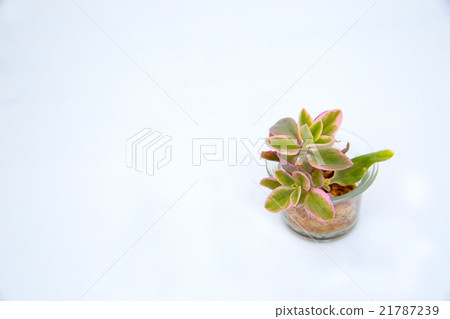 Succulent plant Fleshy plant Baby Sun Rose 21787239