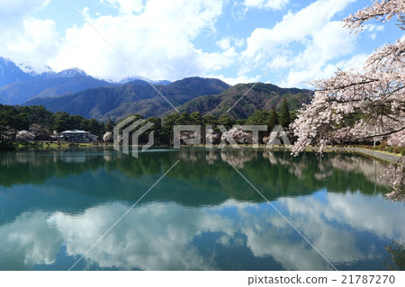 Cherry blossoms at Senjinzuka Park, Iijima cho Nagano prefecture Cherry blossoms at Senjinzuka Park, Iijima cho Nagano prefecture 21787270