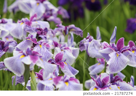 Iris Iris 21787274