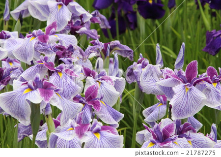 鳶尾花 21787275