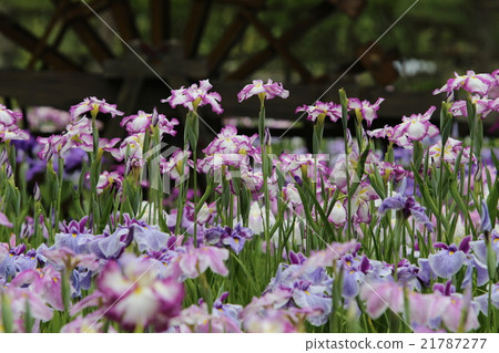 鳶尾花 21787277