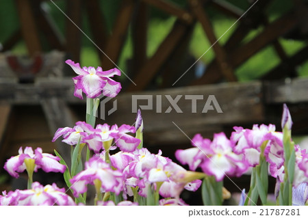 鳶尾花 21787281