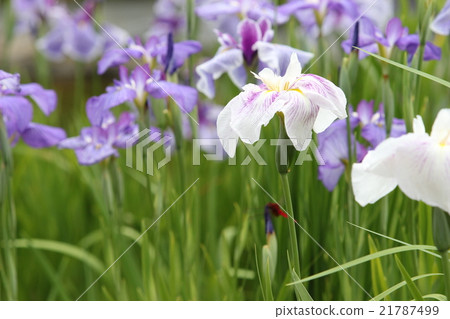 Nagasawa-ji Temple flower garden 21787499