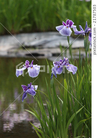 Nagasawa-ji Temple flower garden 21787503