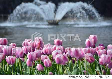 Tulip 21787924