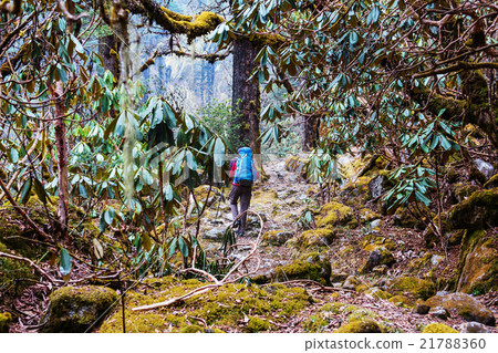 Hike in Nepal jungle Hike in Nepal jungle 21788360