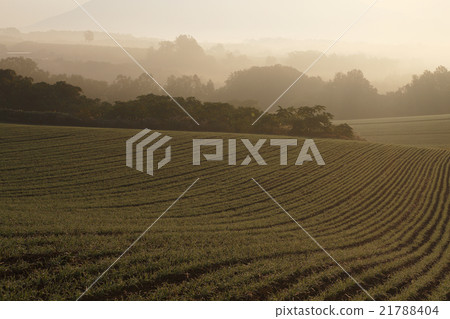 Morning mist ground Morning mist ground 21788404