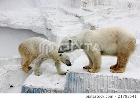 Parent and child of white bear 21788541