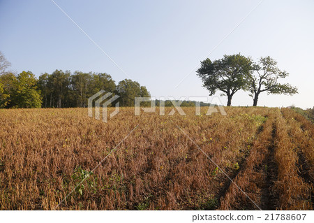 豆田土地 21788607