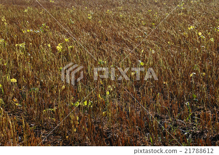 豆田土地 21788612