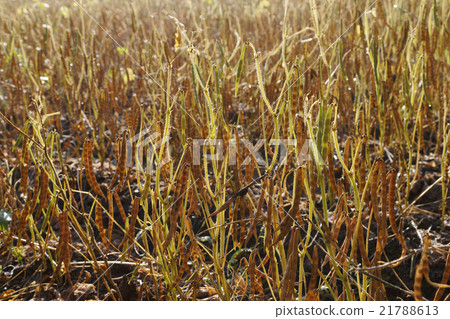 Land of bean fields 21788613