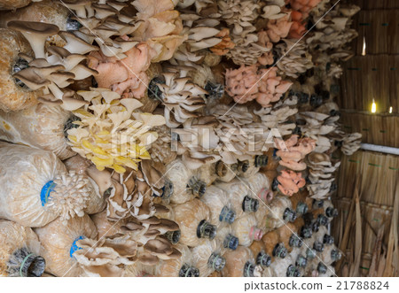 Oyster mushroom cultivation Oyster mushroom cultivation 21788824