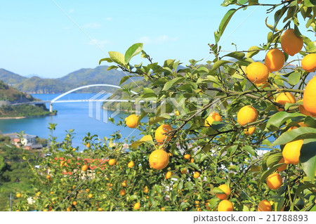 瀨戶內檸檬 21788893