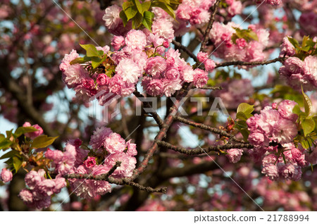 櫻花 櫻花 21788994