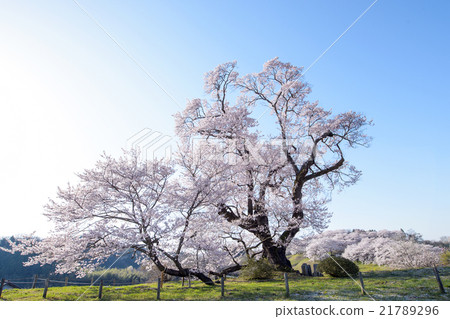 Orosaki early morning Fukushima Prefecture 21789296