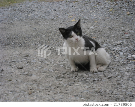 A charming kitty cat 21789806